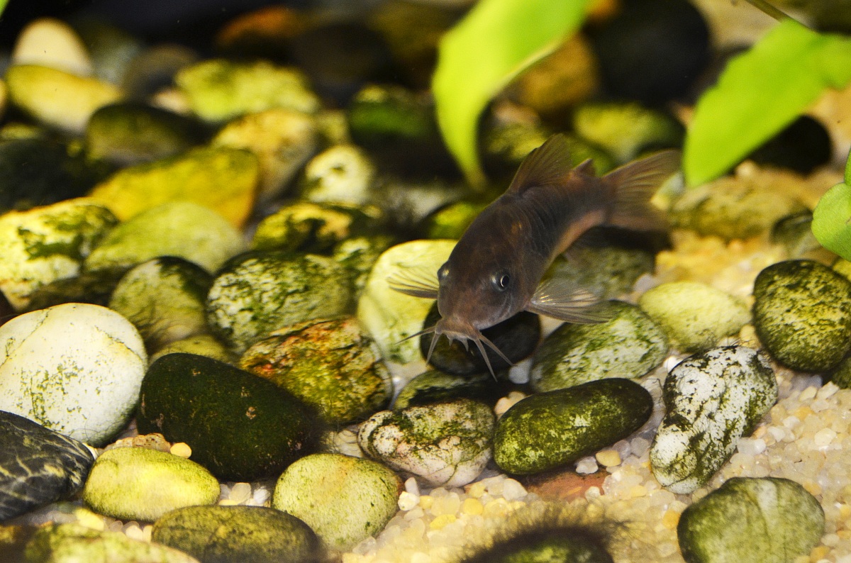 Corydoras