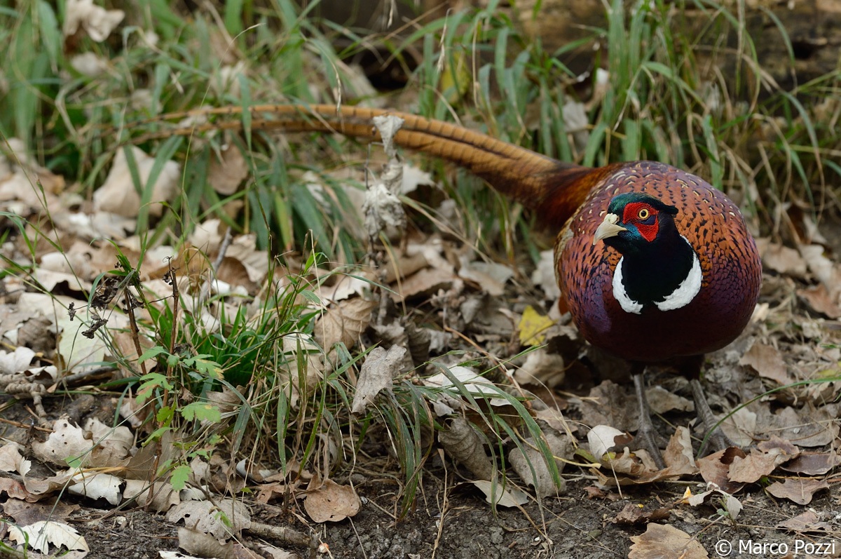 Pheasant