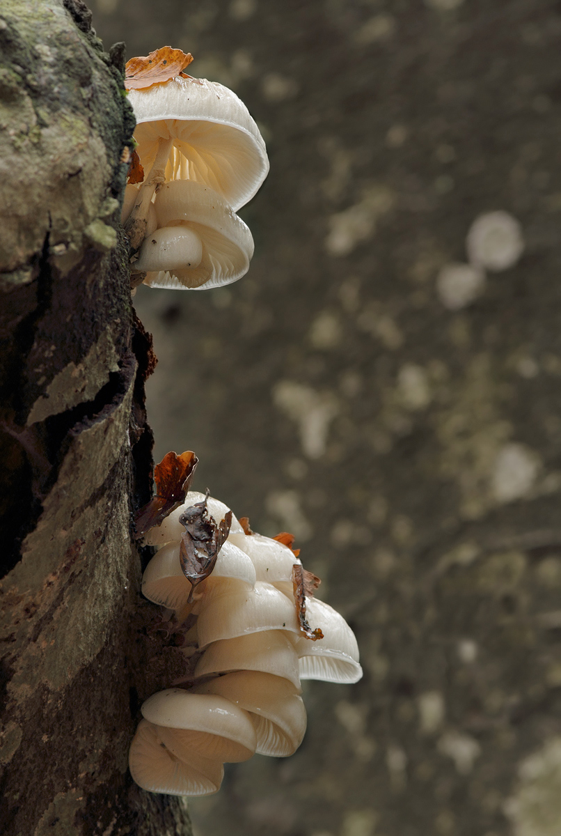 Oudemansiella Mucida