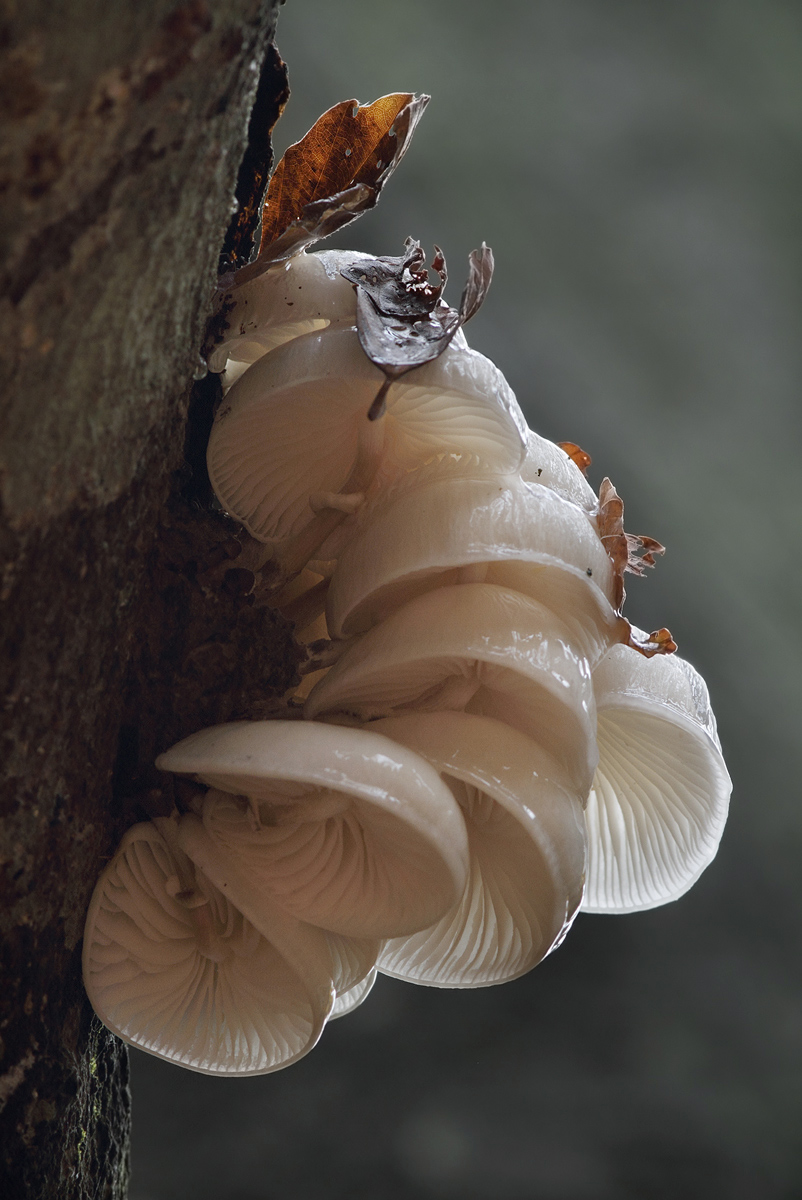 Oudemansiella Mucida