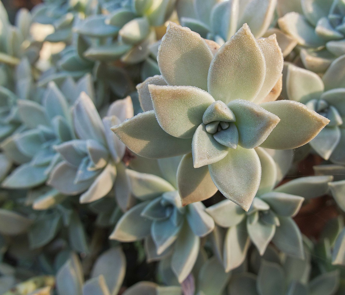 Graptopetalum Paraguayense