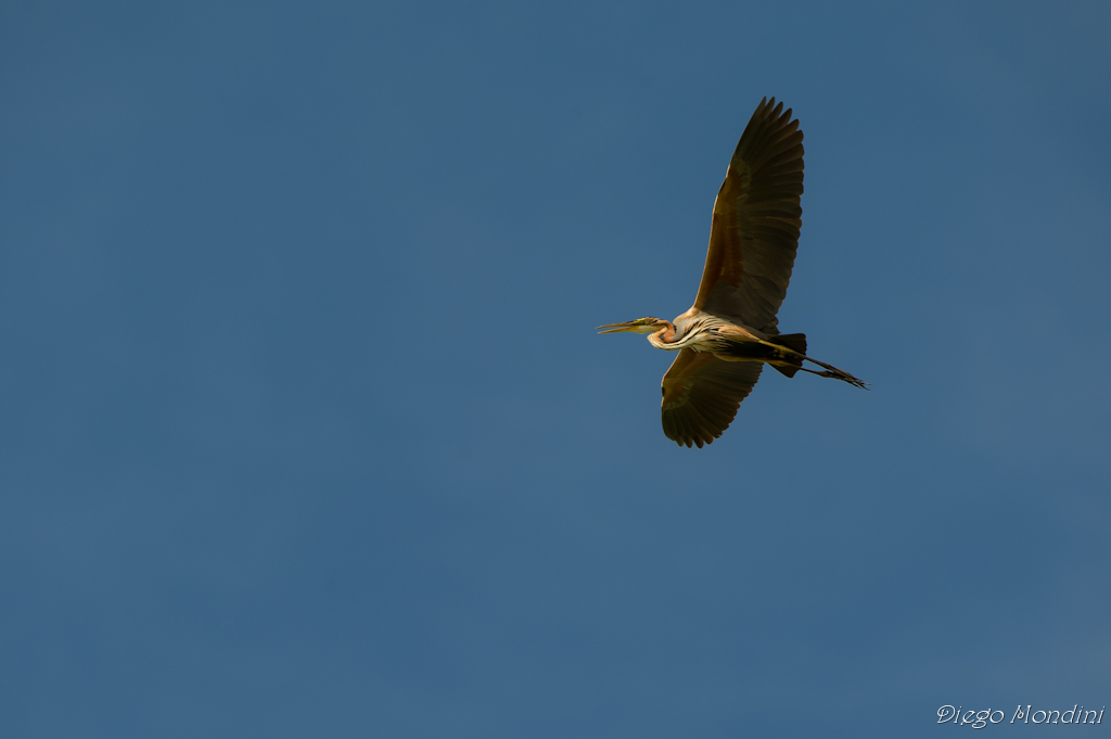 purple heron