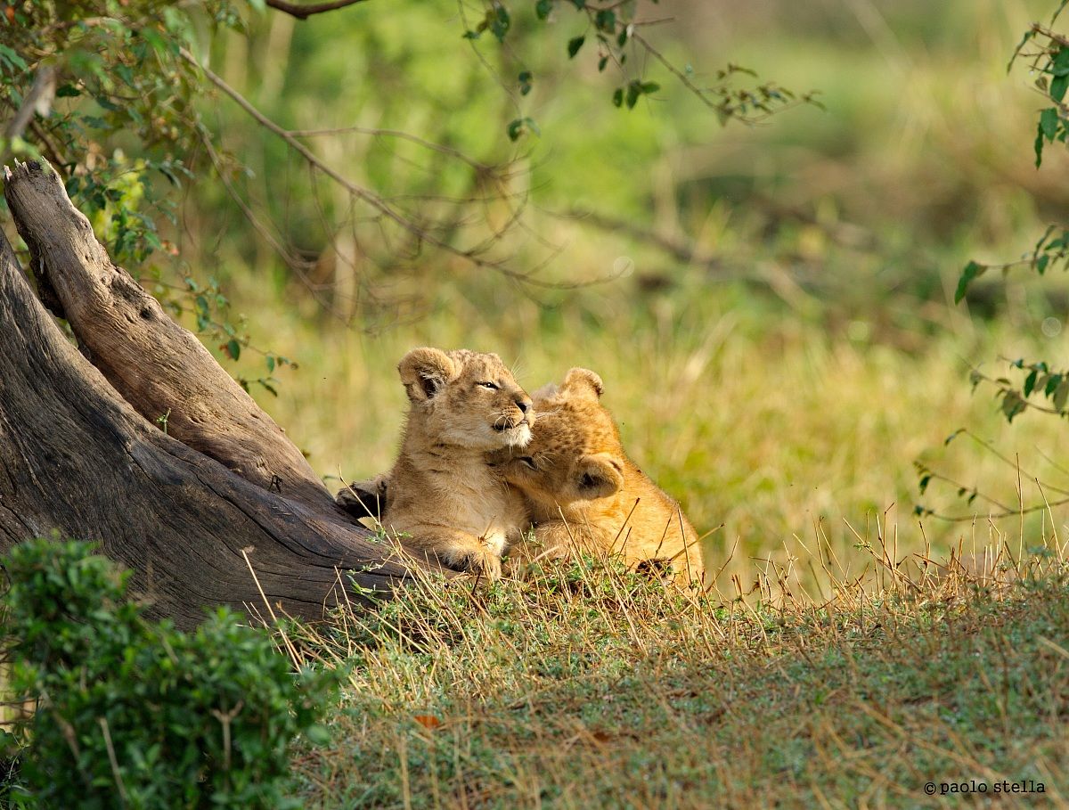 games between puppies