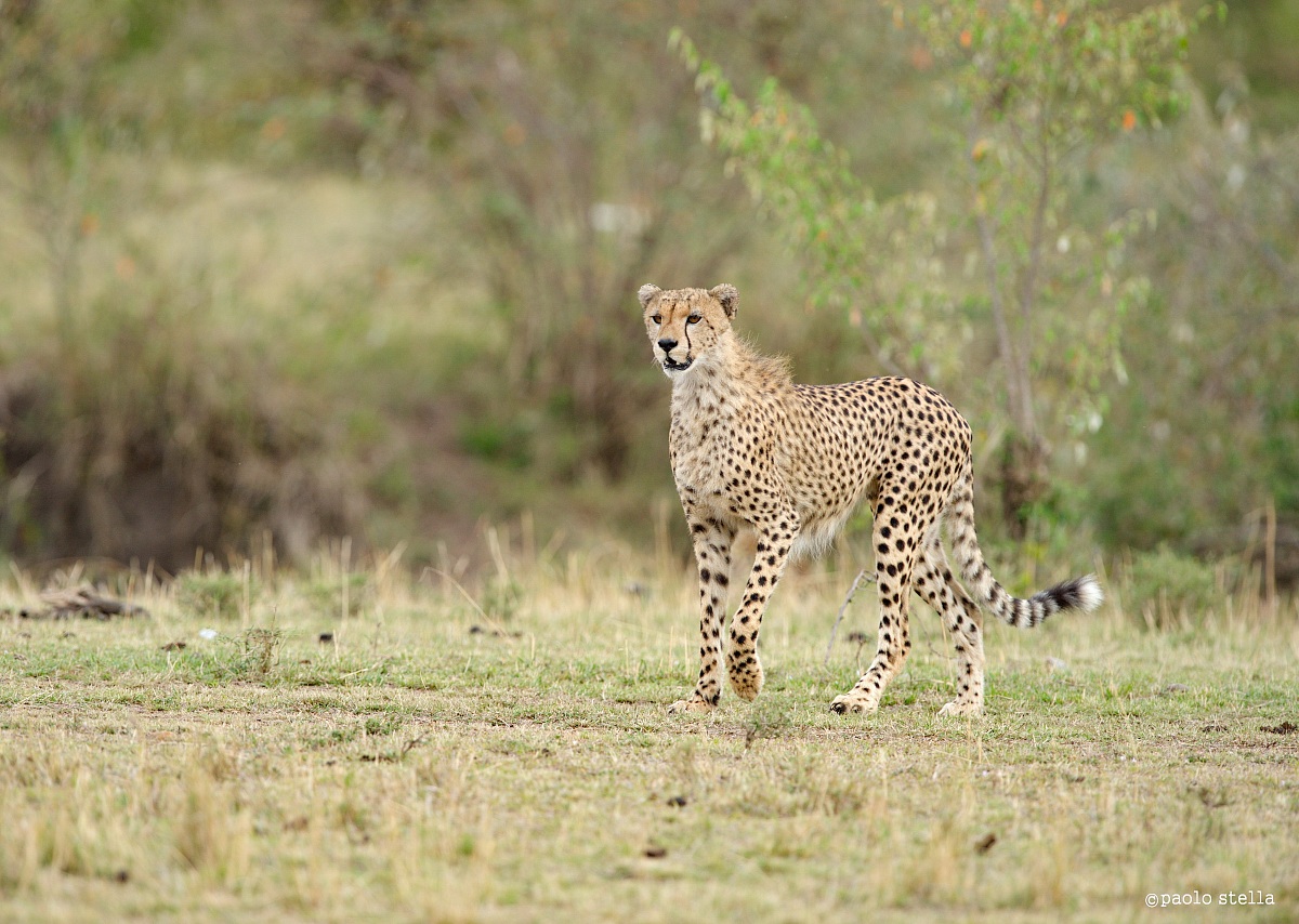 here is a possible prey ......