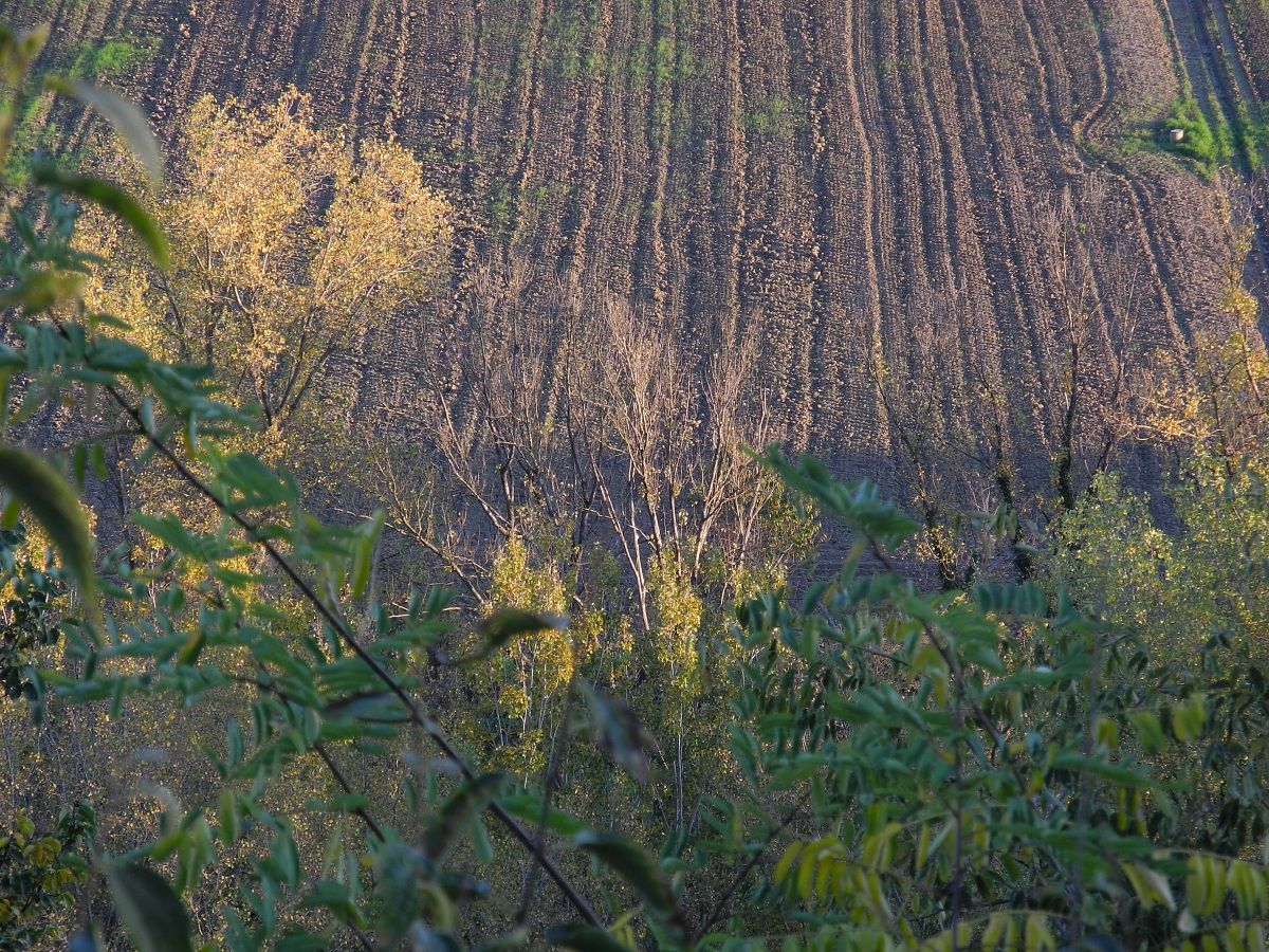 Colline Piacentine: tenui colori del tramonto