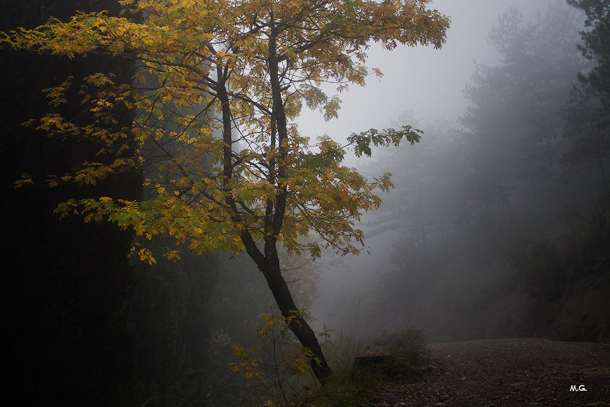 in the autumn mist
