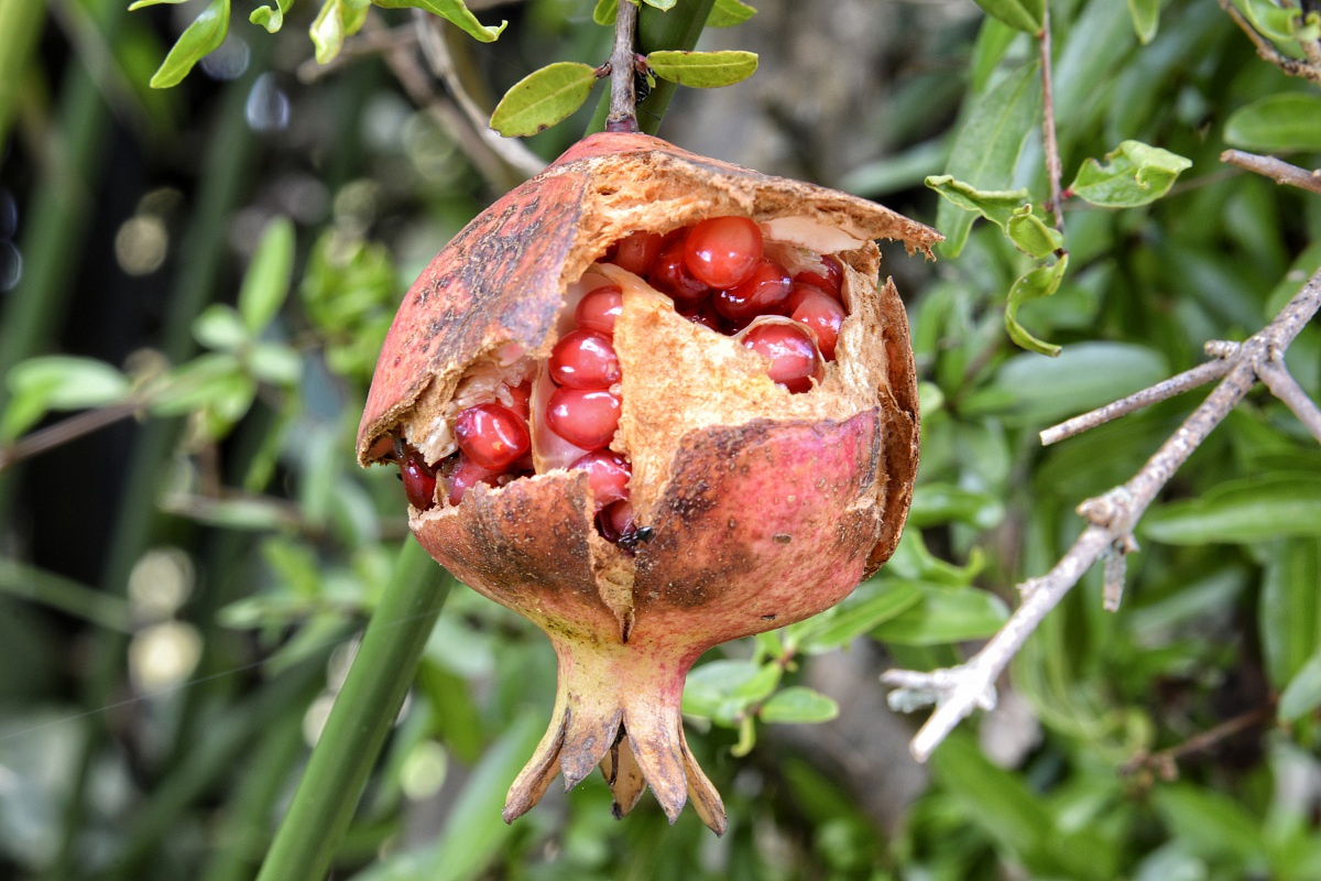 Pomegranate