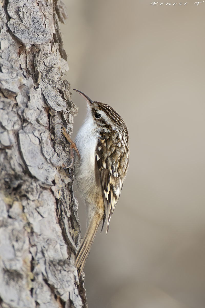 Treecreeper