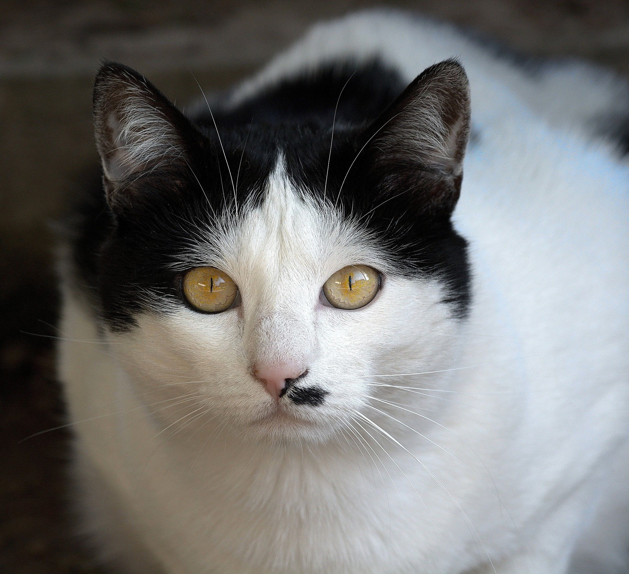 the cat is back......