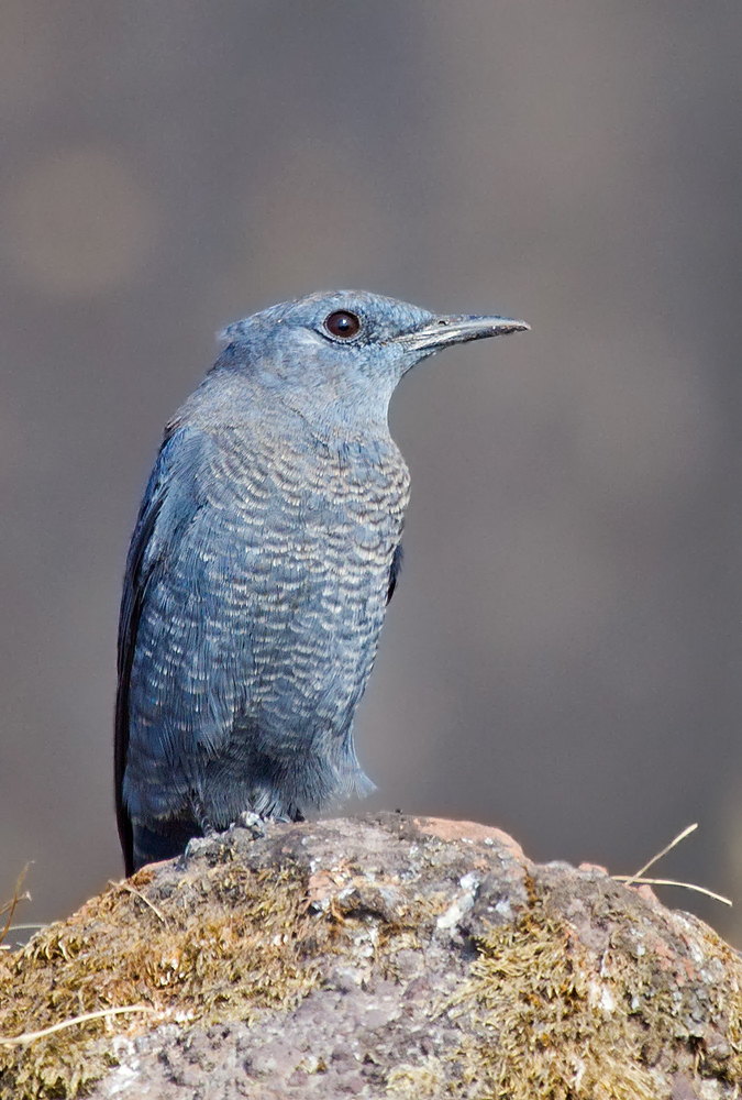 Blue Rock Thrush.