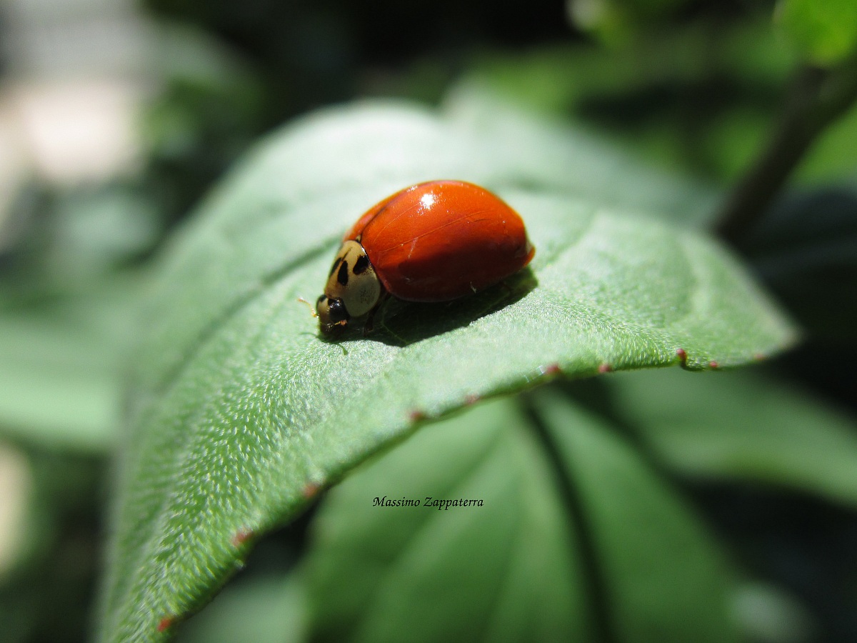 Coccinella