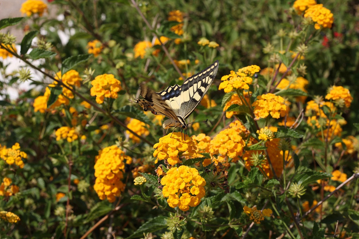 Papilio Macaone