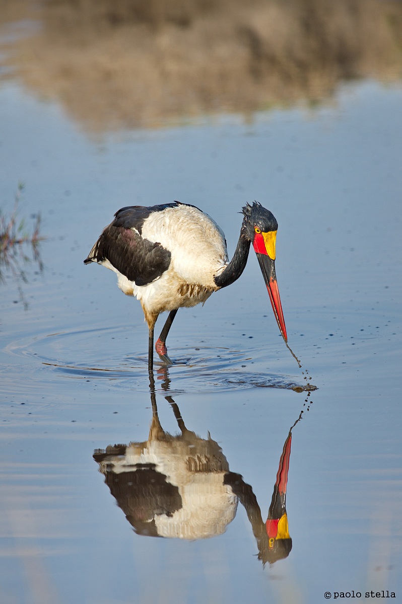 riflessi ..... - Saddle-Billed Stork