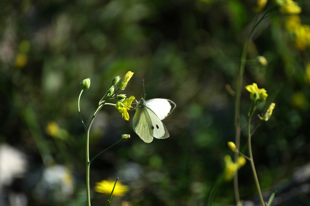 Primavera....in Autunno 2013