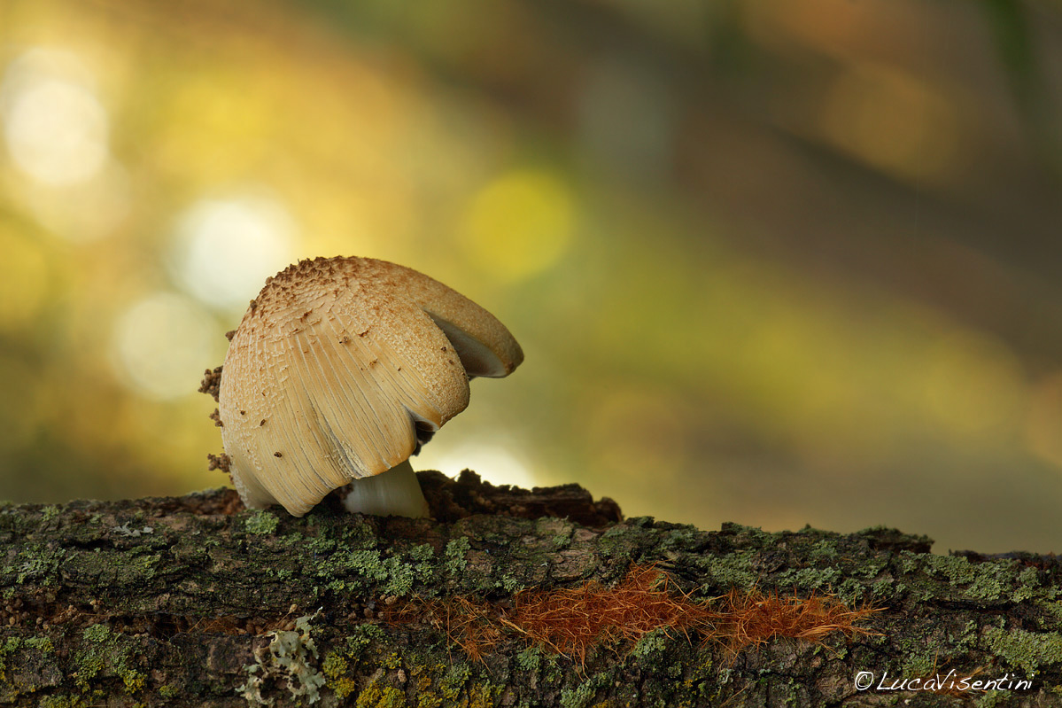 Coprinus xanthothrix