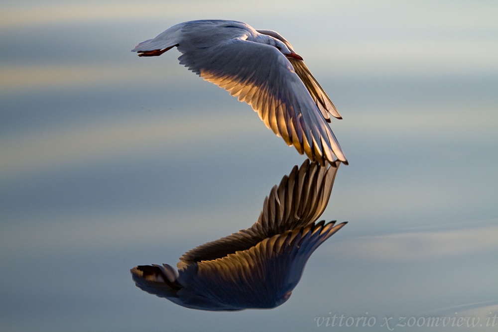 gull over still lake water