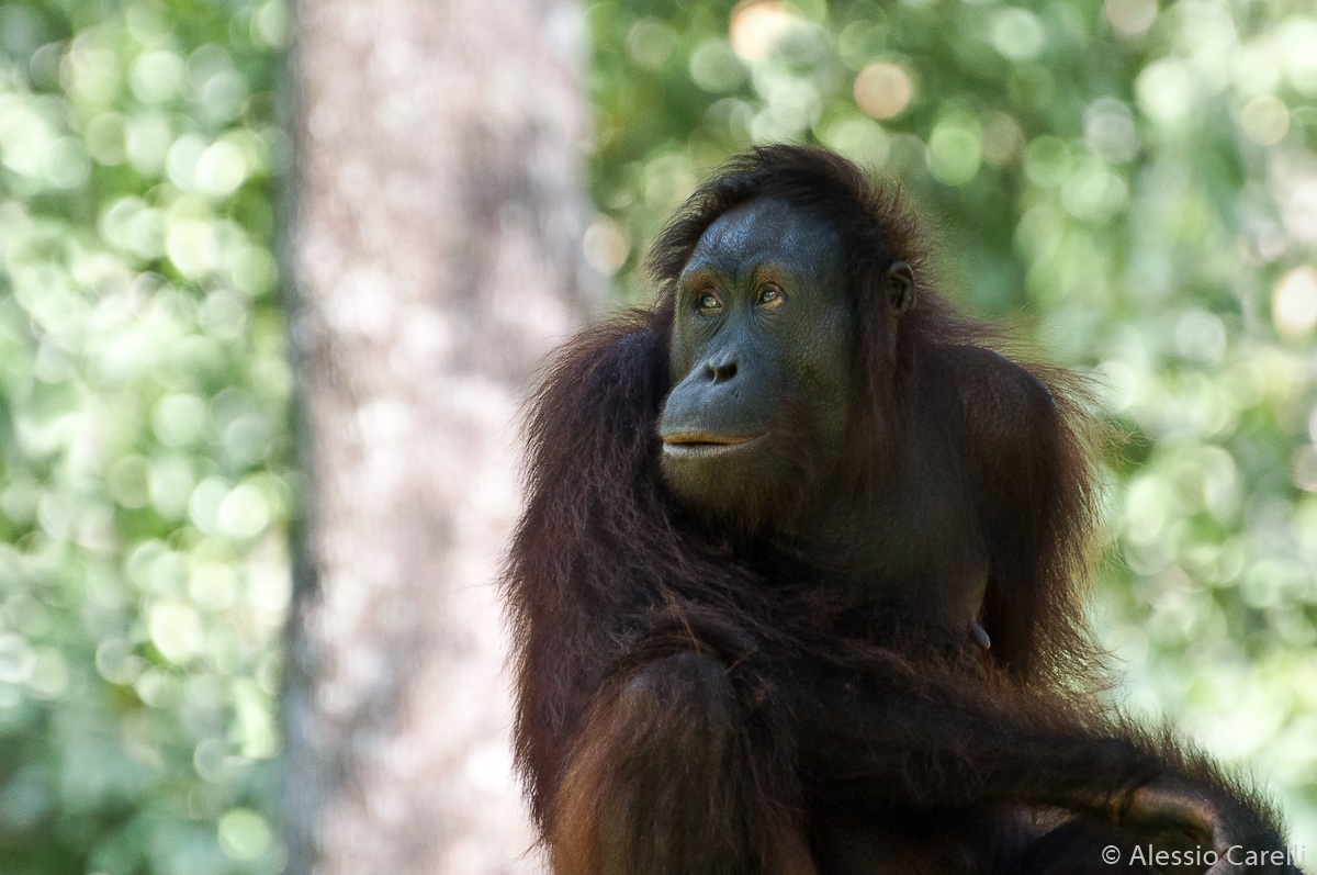 The man of the forest ...