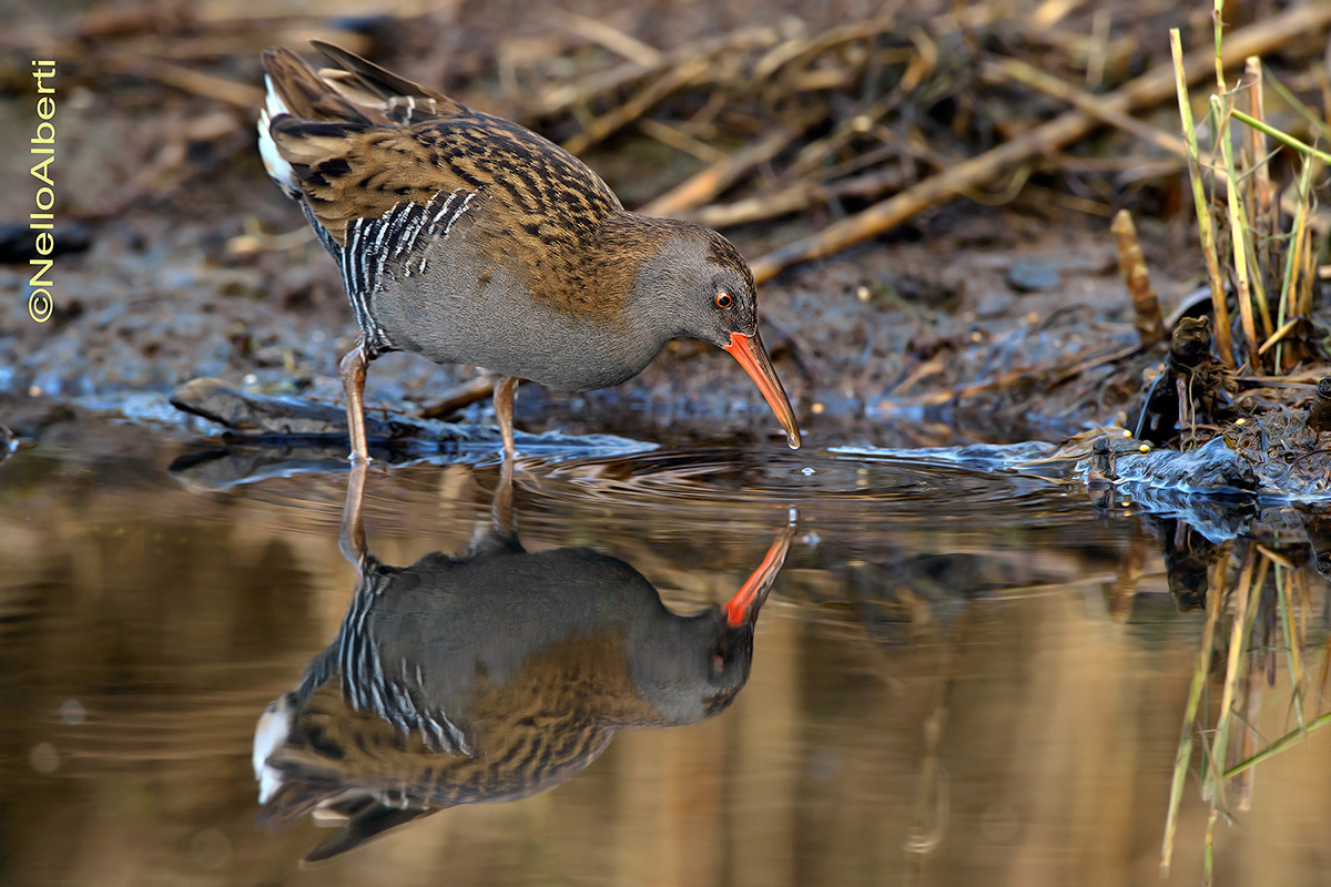 porciglione November 2013