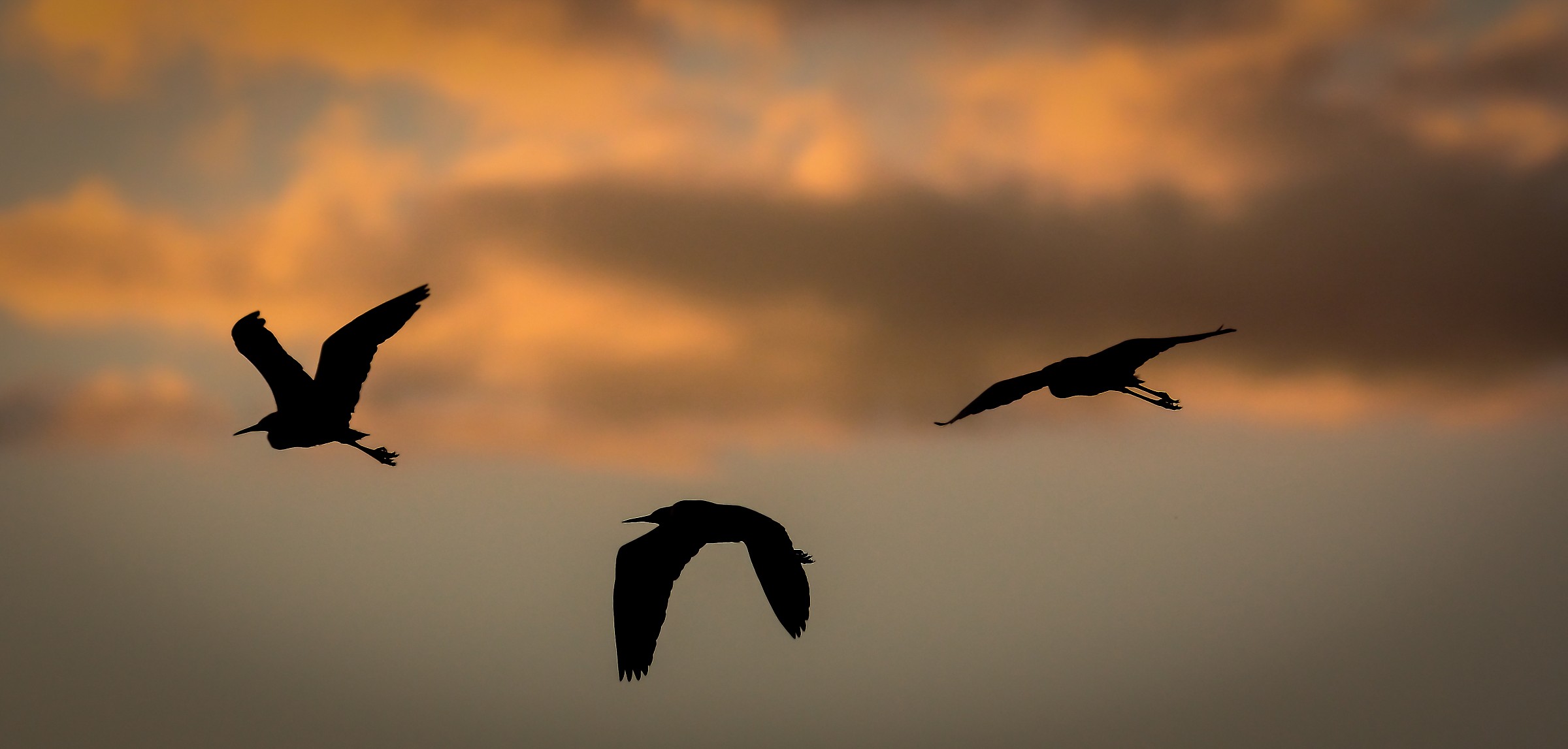 The three dll'avemaria