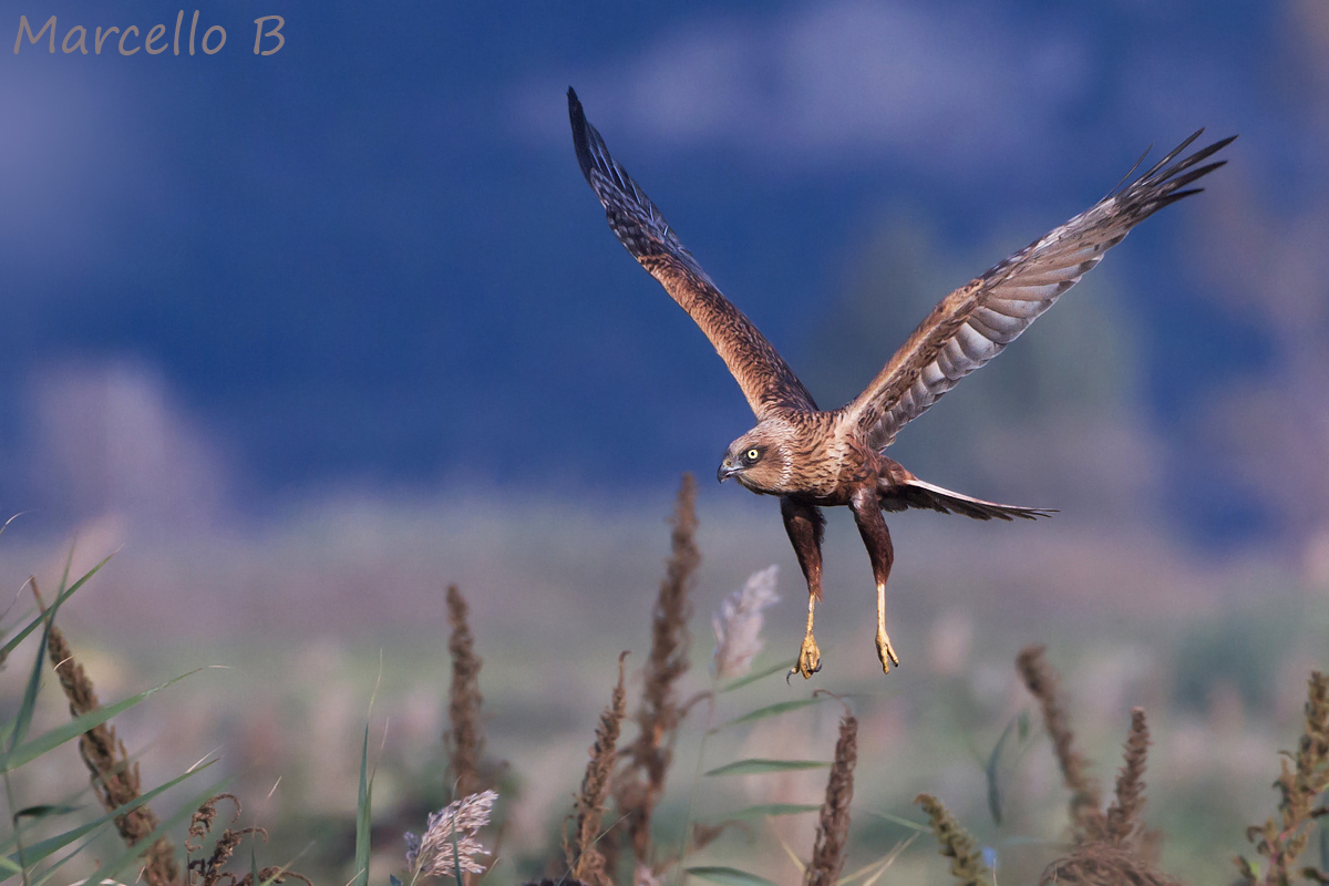Marsh Harrier