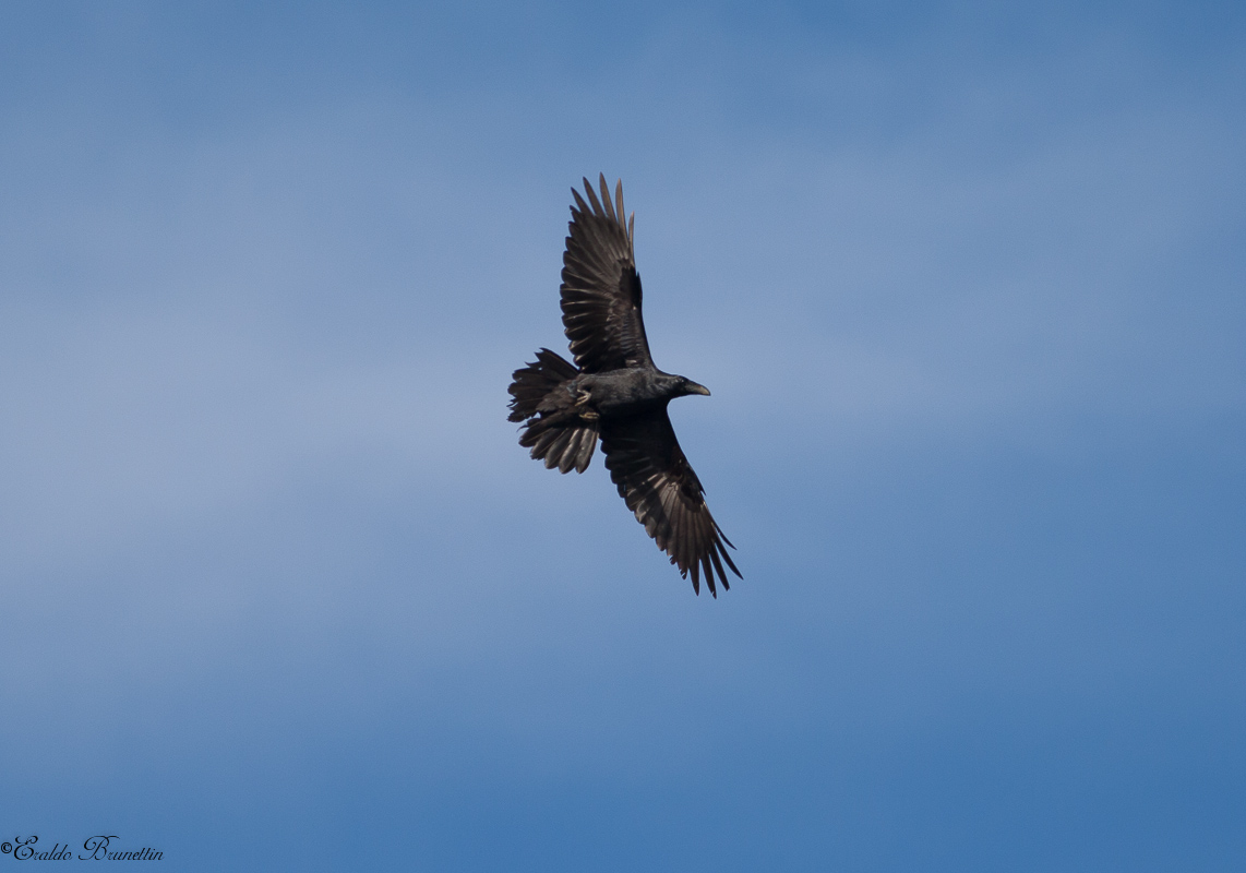 Raven (Corvus Corax)