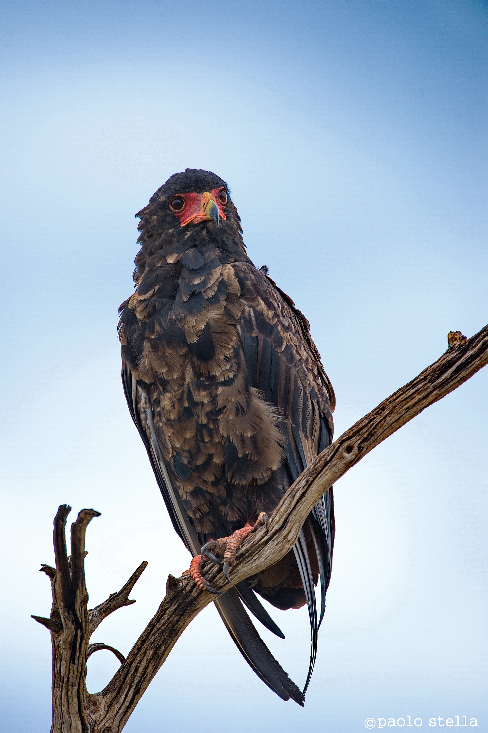 Bateleur Eagle