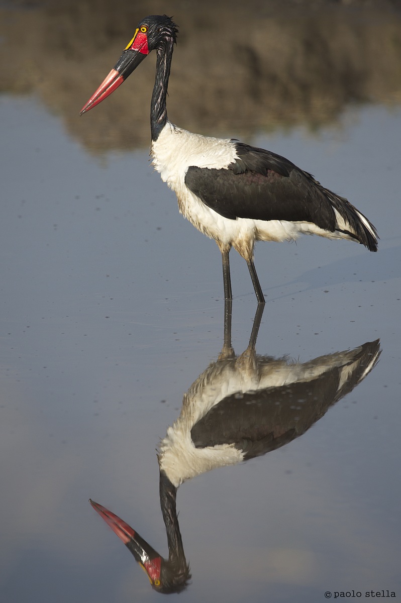 Saddle-Billed Stork