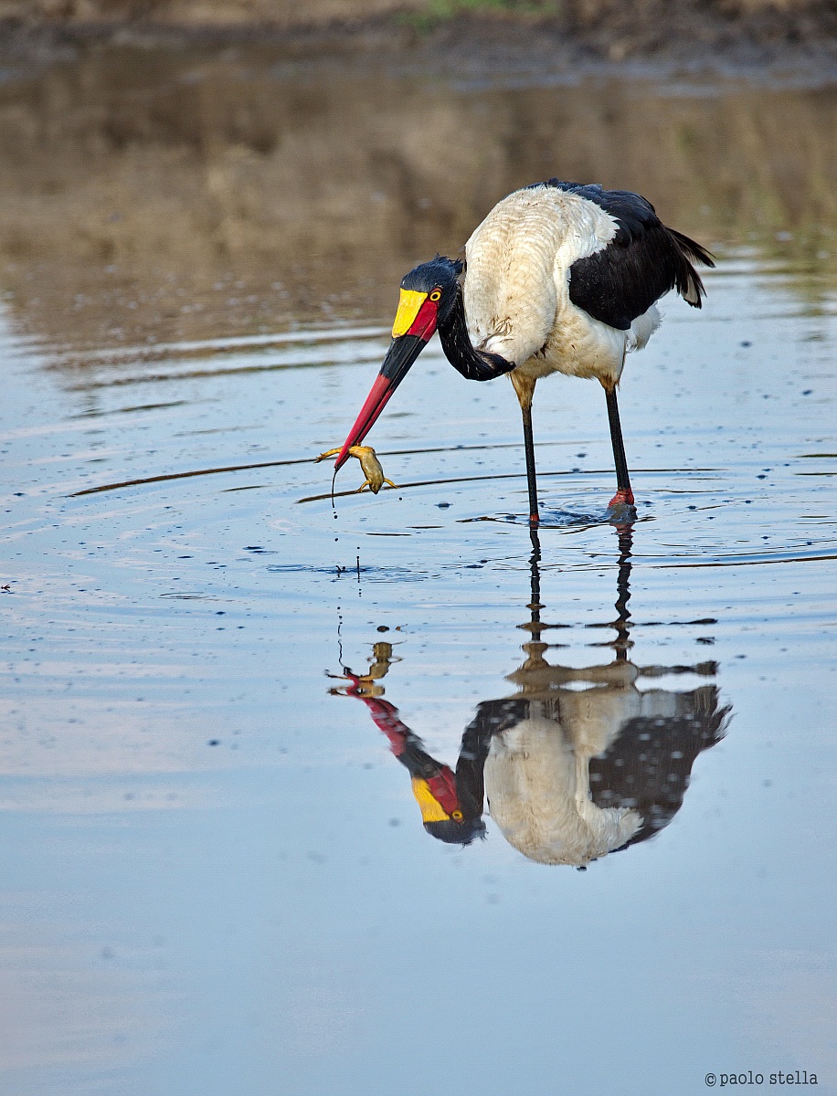Saddle-Billed Stork and the frog
