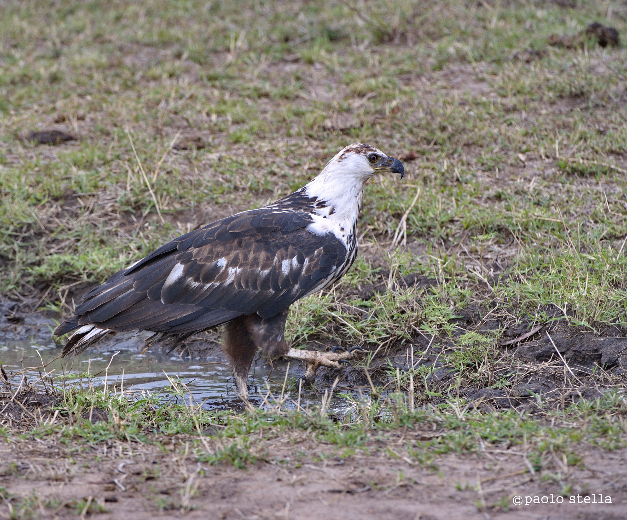 African Fish Eagle