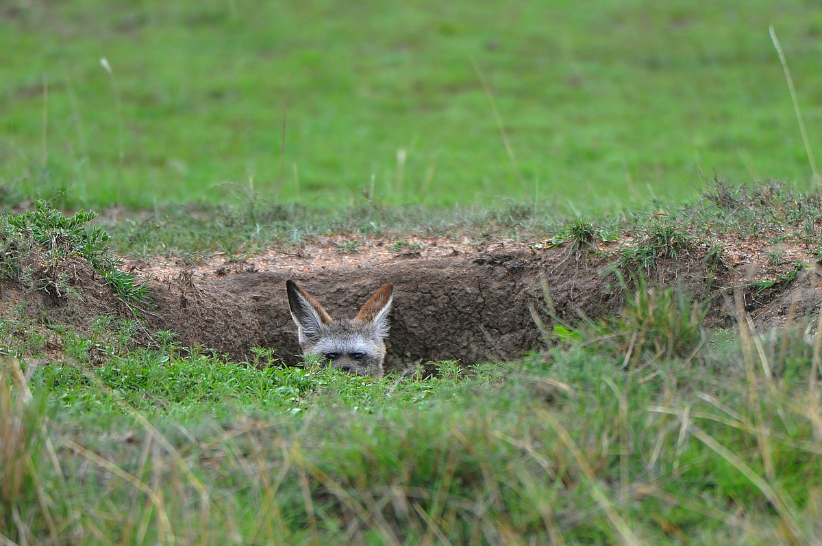 Bat-eared Fox in the den