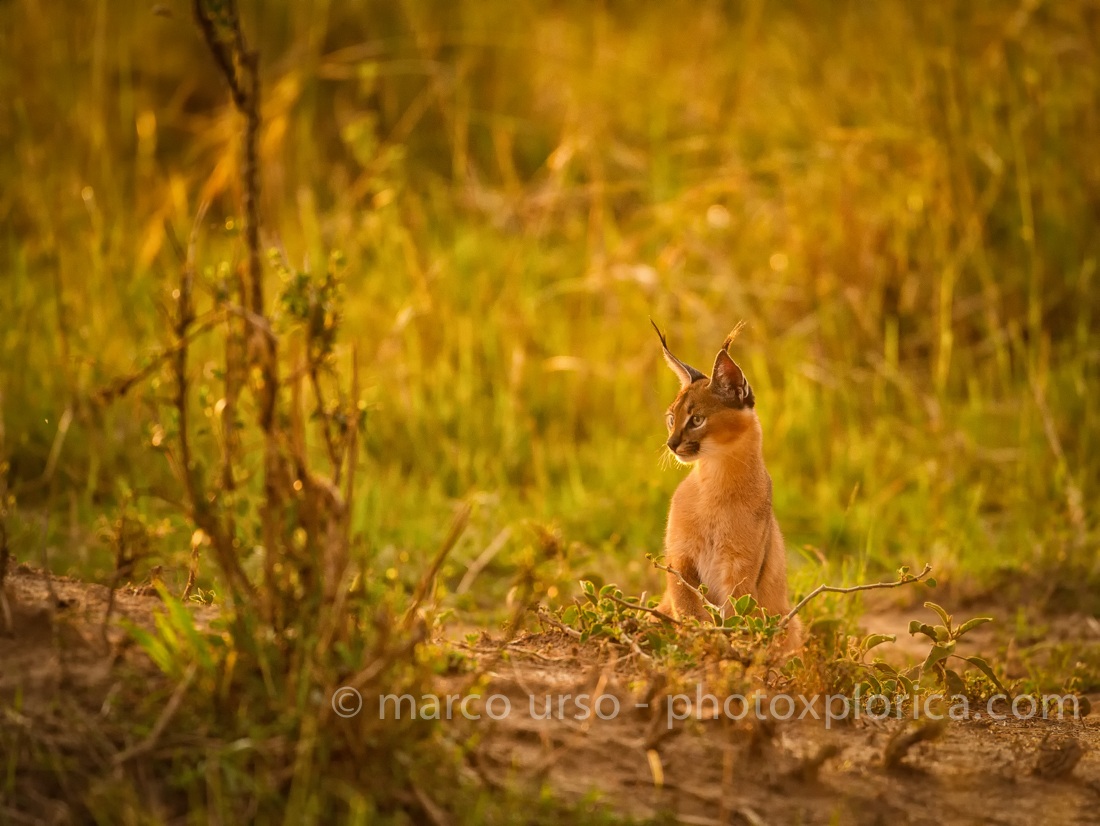 Caracal al tramonto - Masai Mara