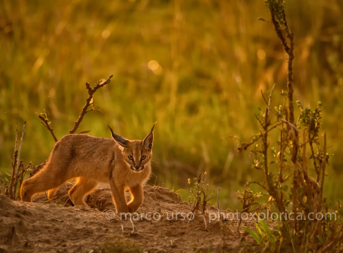 Caracal - Masai Mara