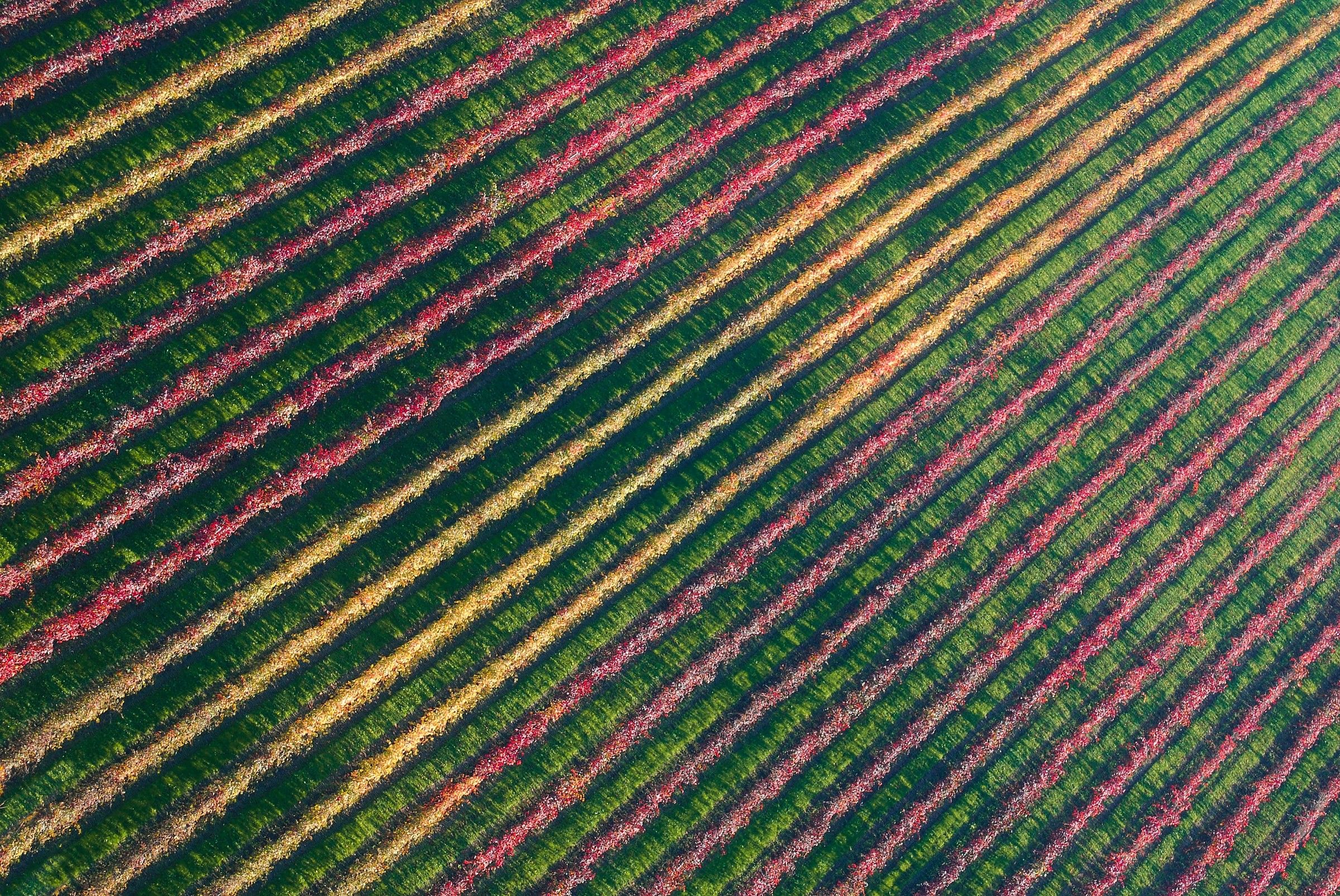 Diagonali di lambrusco