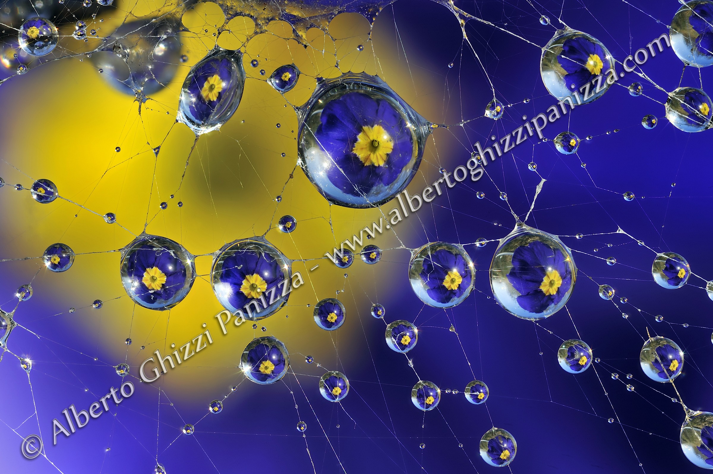 Riflessi di una primula