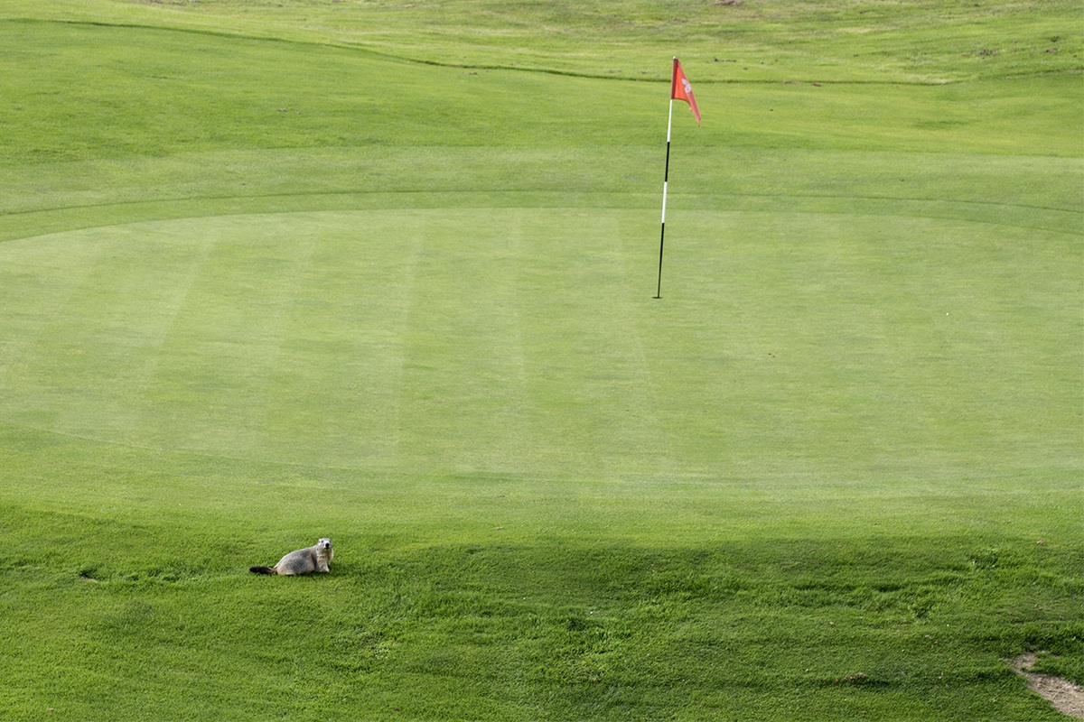 Una nuova promessa del golf