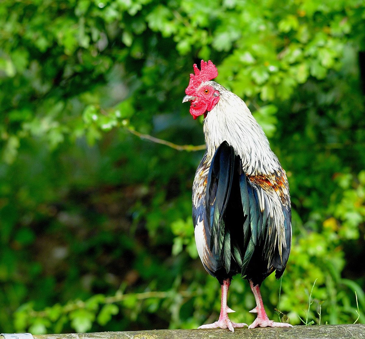 the cock Aristide ..