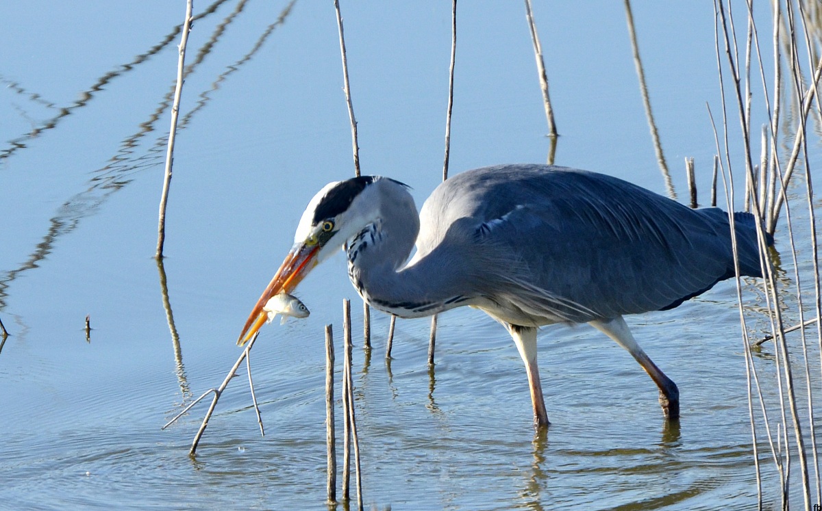 mmhh questo me lo mangio in un boccone