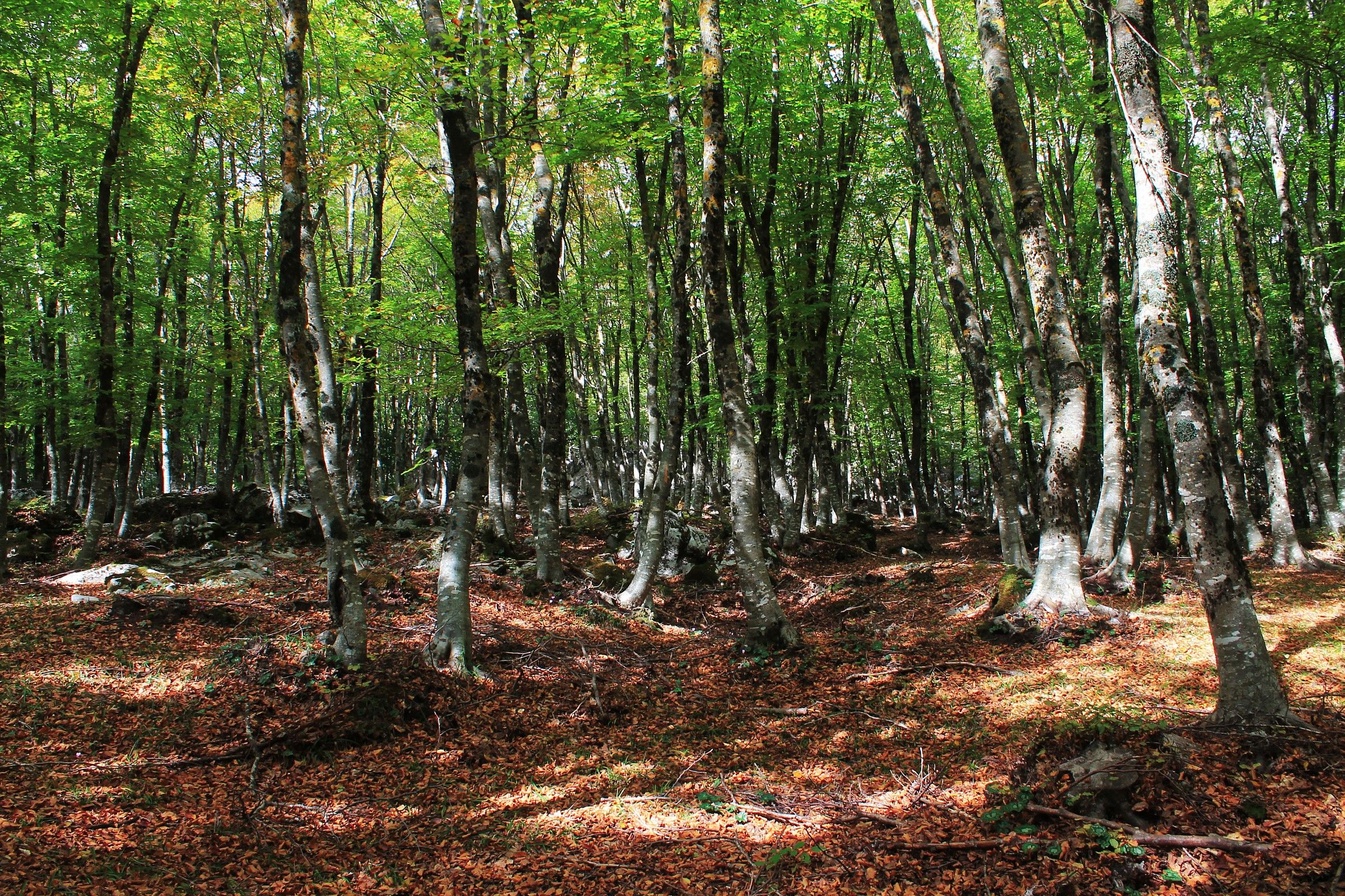Tricolor beech forest