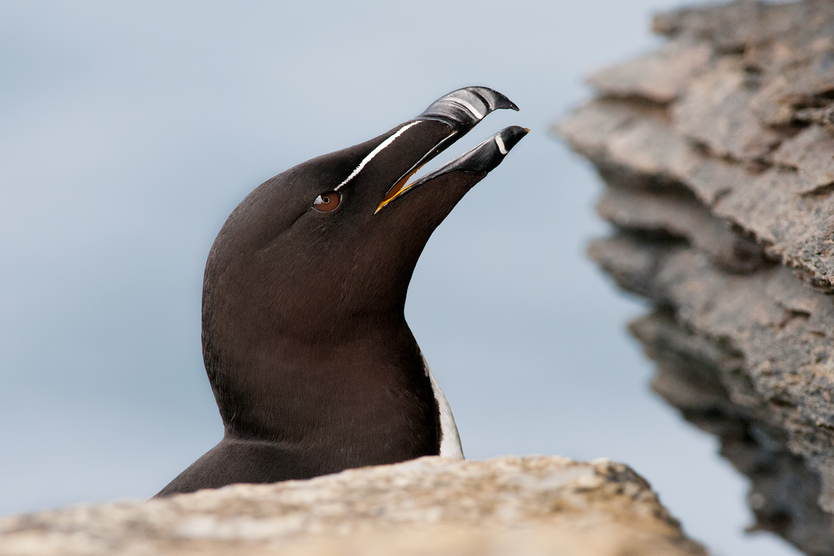 Razorbill (Alca Torda), portrait