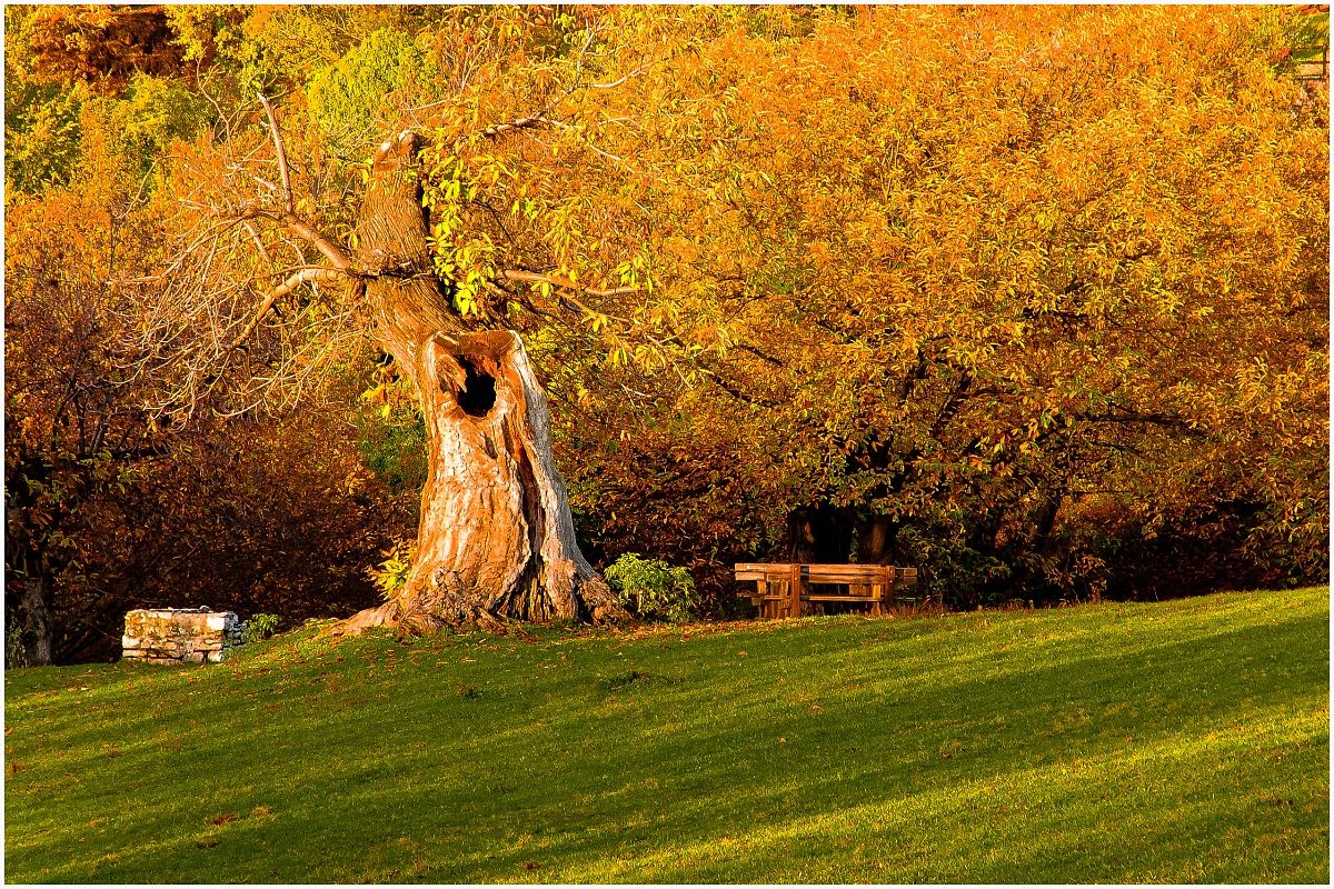 I castagni di S.Bernardo 2