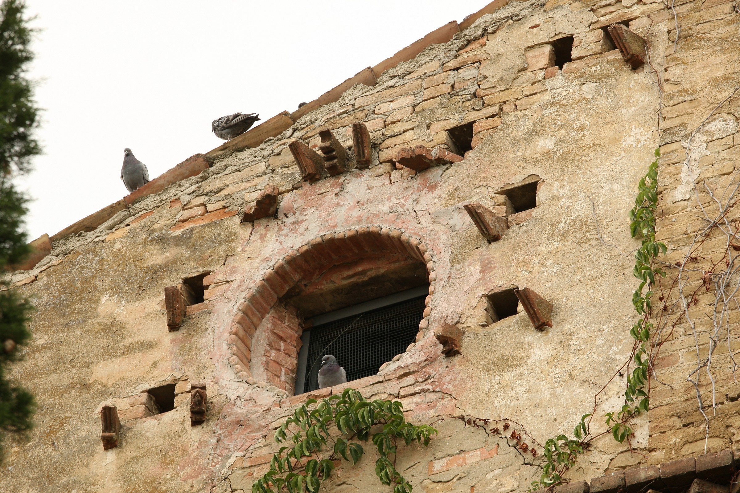 La finestra della carne fresca.