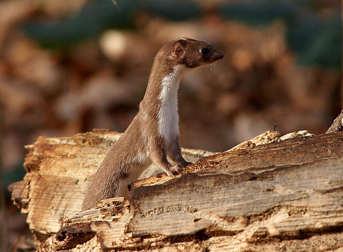 weasel
