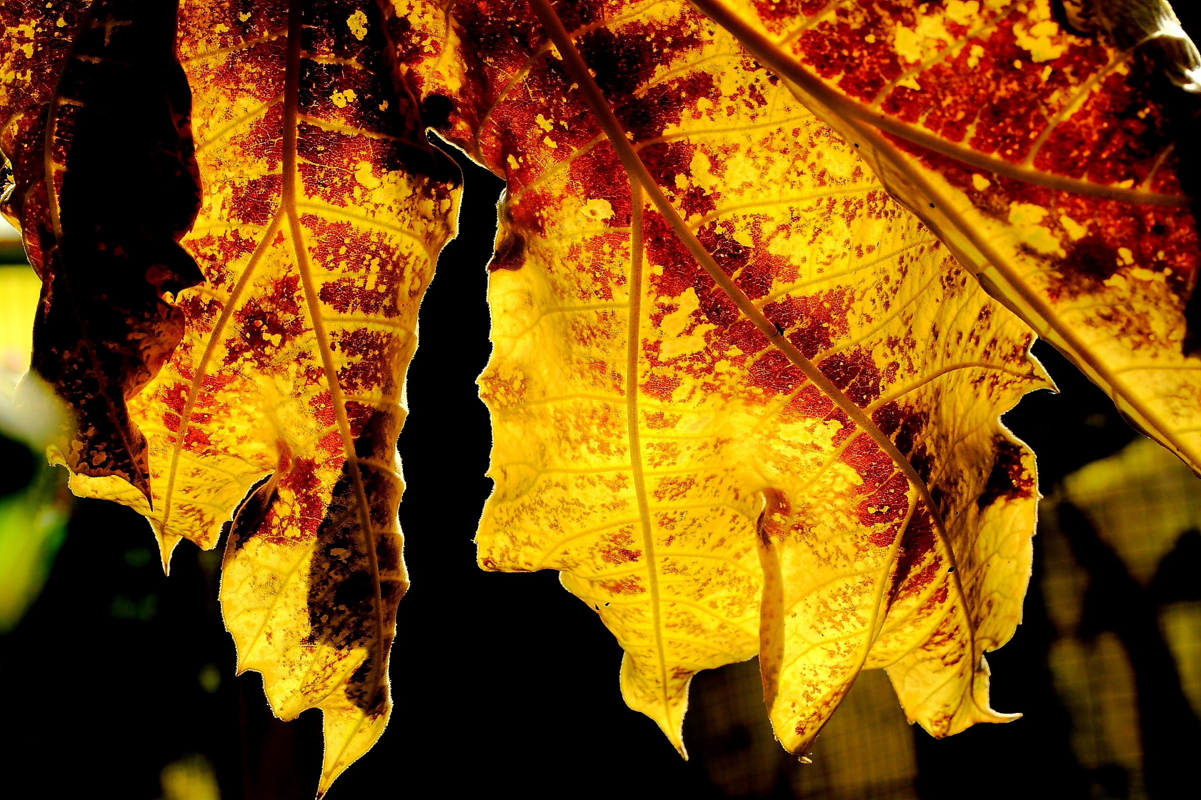 Autumn in my garden.