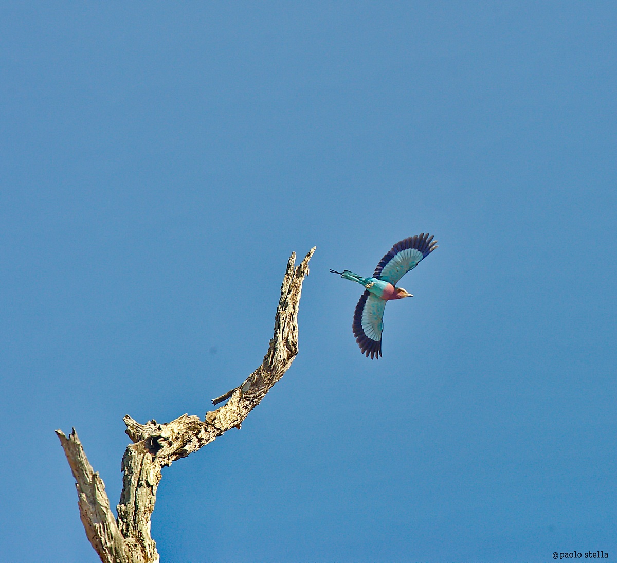 volo della ghiandaia