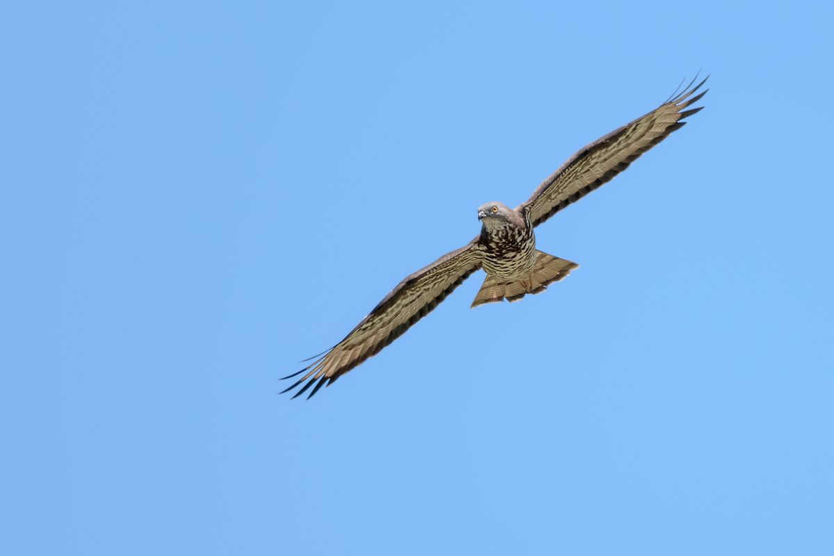 Honey Buzzard (Pernis apivorus)