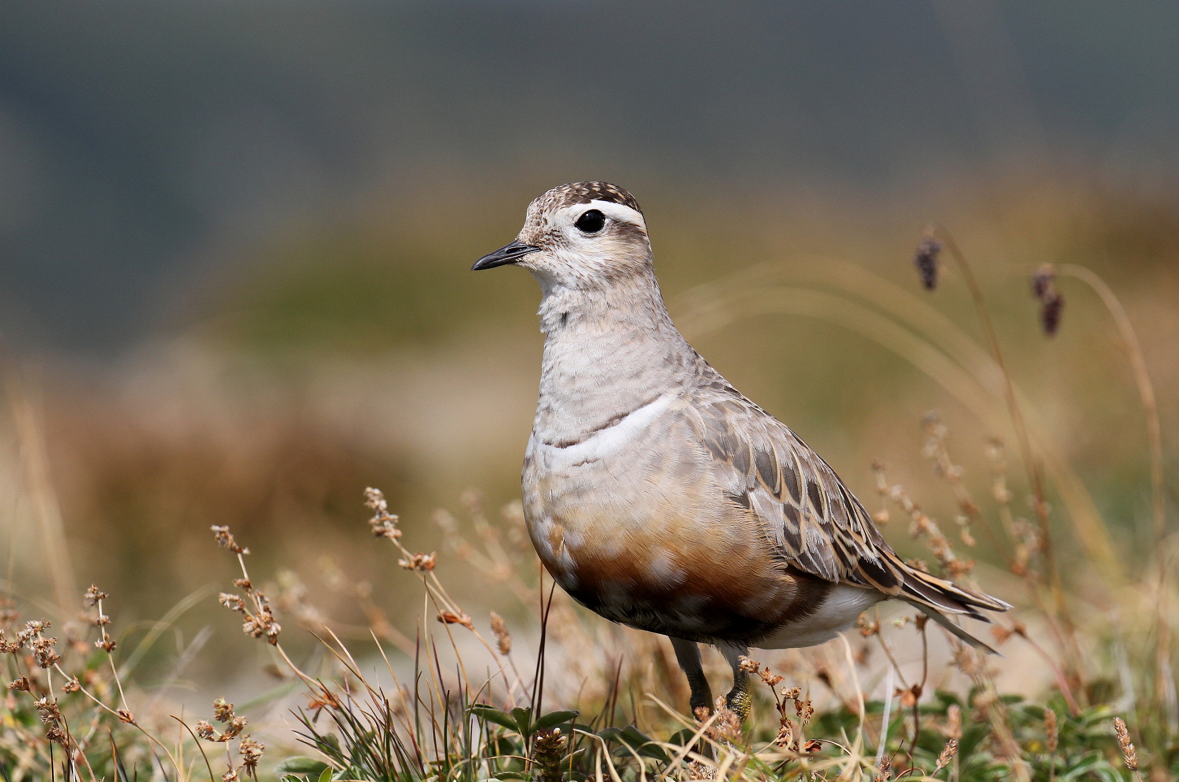 Dotterel - Eurasian Dottrel