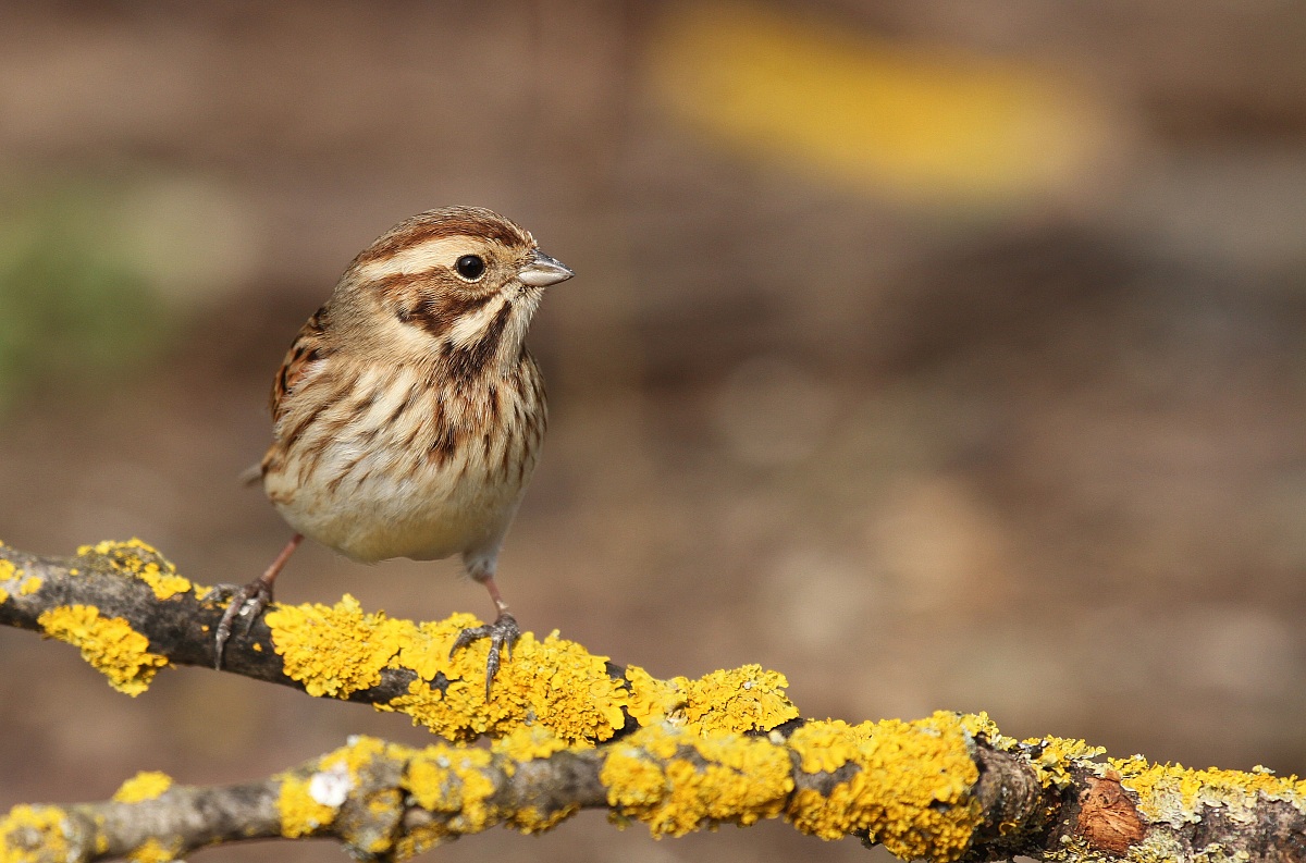 Milgliarino di Palude - Reed Bunting
