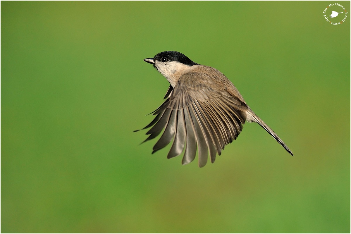 Son Tornate a ...Volare le Cince