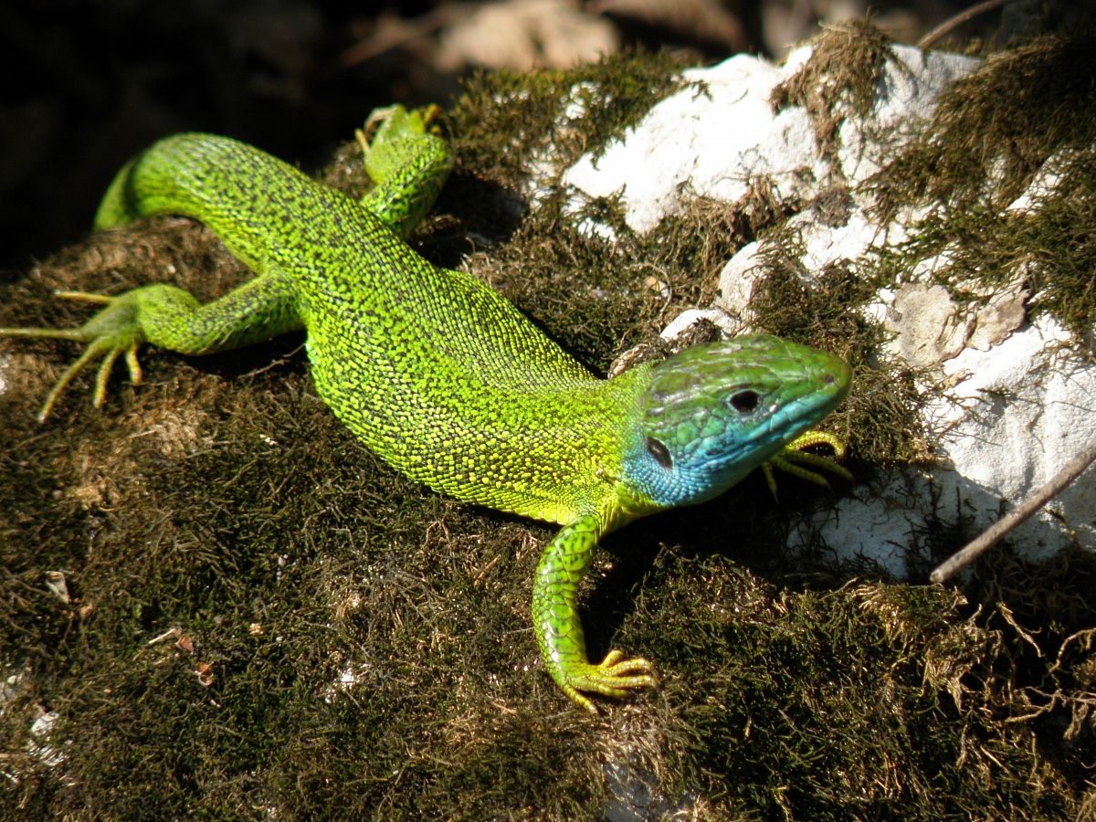 lacerta balineata