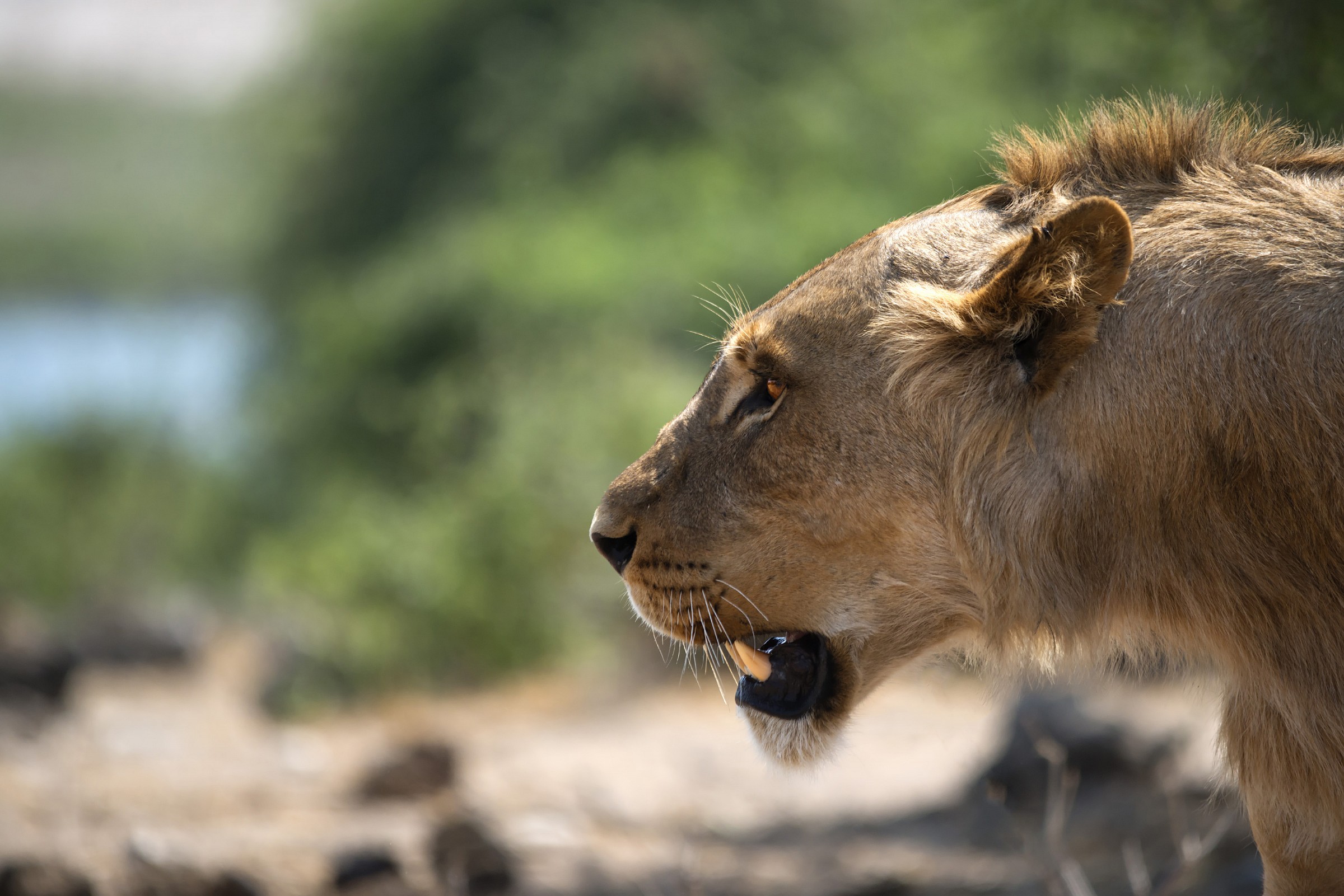 Scrutando l'orizzonte